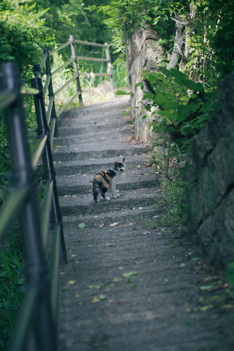 見返り美人の猫。