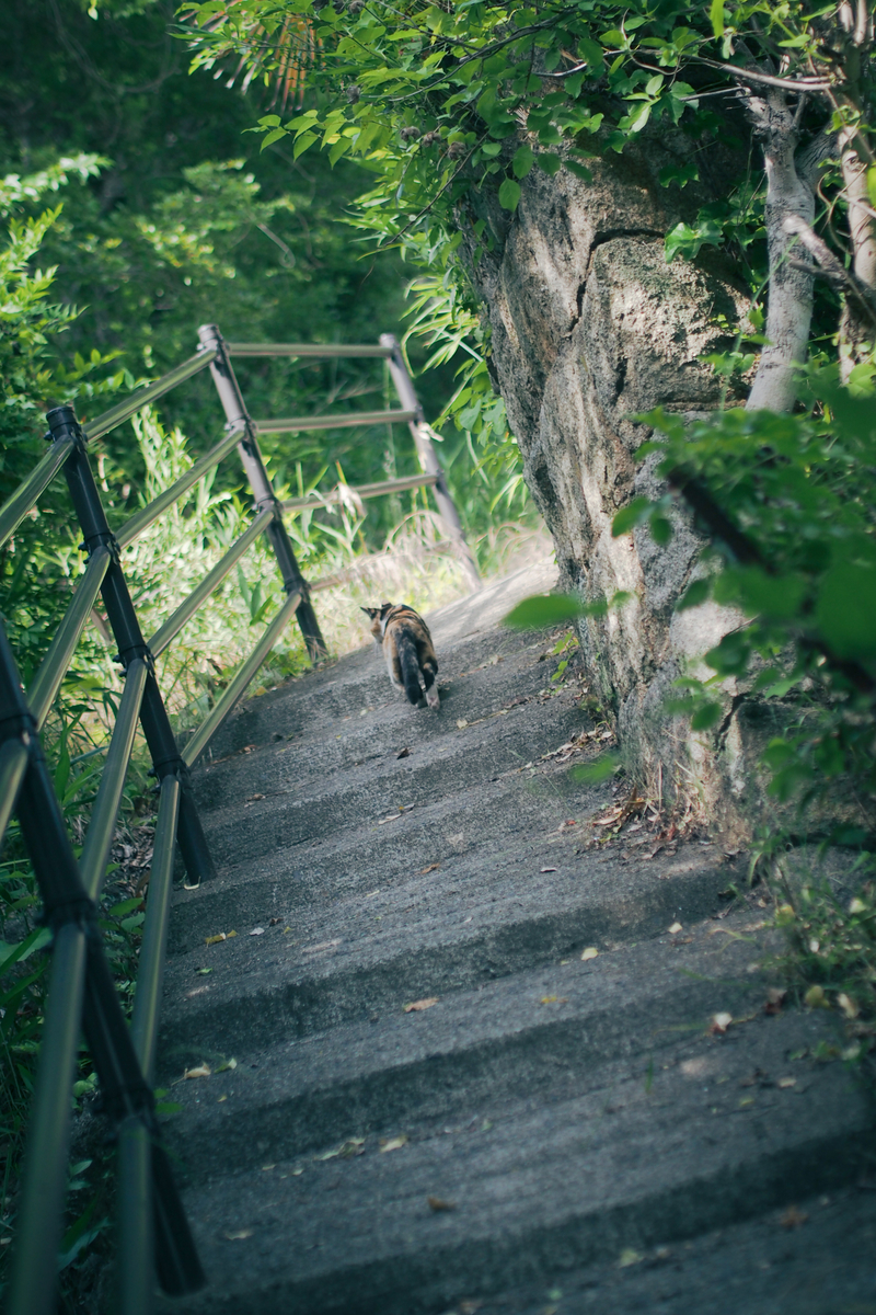猫が去っていく。
