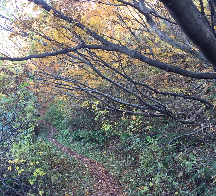 f:id:threepeaks:20190407005048j:plain f:id:threepeaks:20190407005048j:plain