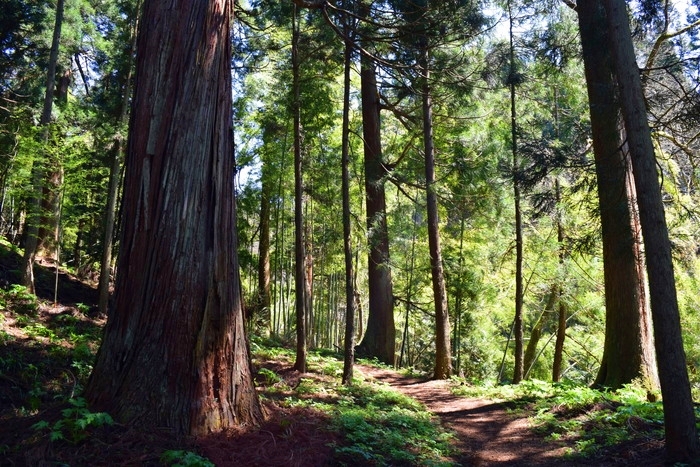 f:id:threepeaks:20190416224552j:plain f:id:threepeaks:20190416224552j:plain