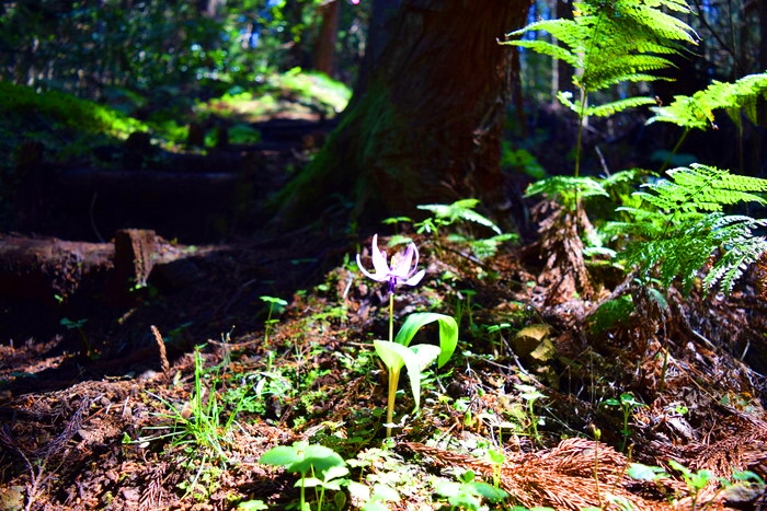 f:id:threepeaks:20190416224712j:plain f:id:threepeaks:20190416224712j:plain