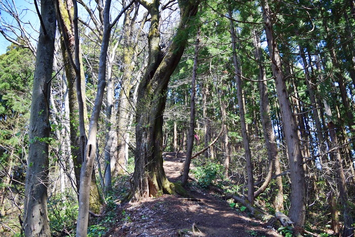 f:id:threepeaks:20190416230329j:plain f:id:threepeaks:20190416230329j:plain