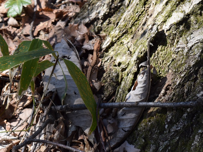 f:id:threepeaks:20190417002514j:plain f:id:threepeaks:20190417002514j:plain