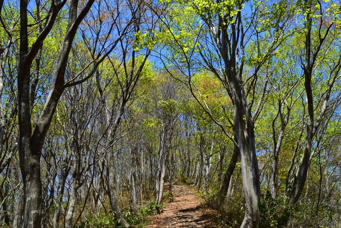 f:id:threepeaks:20190424233446j:plain