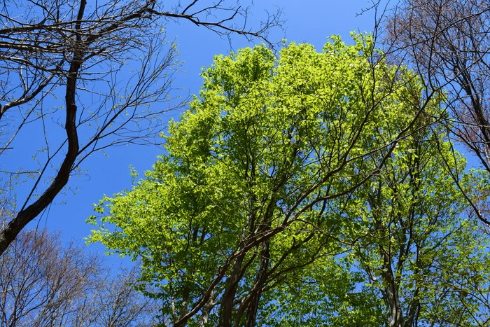 f:id:threepeaks:20190424233511j:plain