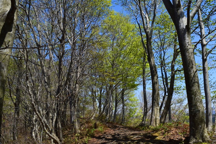 f:id:threepeaks:20190424233922j:plain