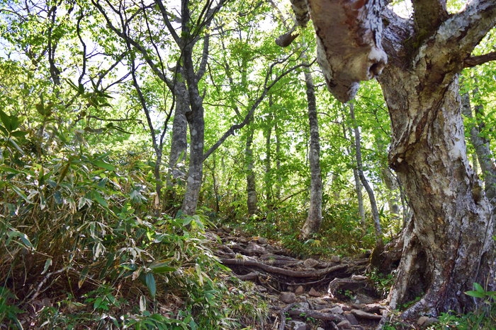 f:id:threepeaks:20190601121349j:plain f:id:threepeaks:20190601121349j:plain