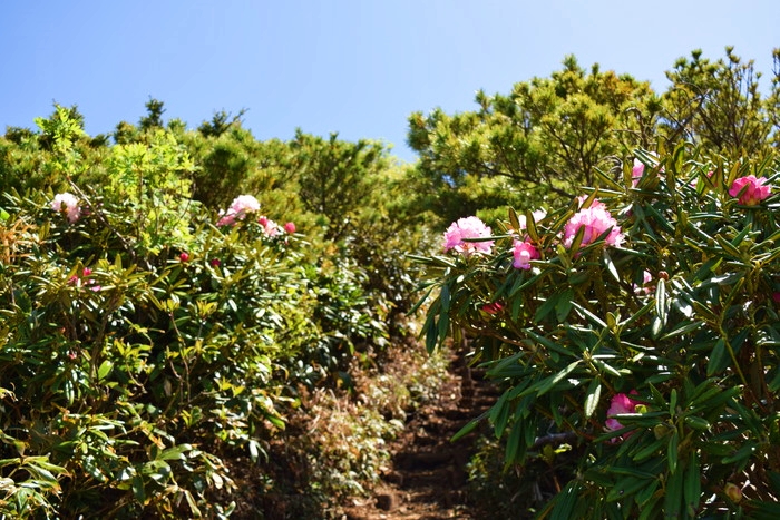 f:id:threepeaks:20190601122121j:plain f:id:threepeaks:20190601122121j:plain