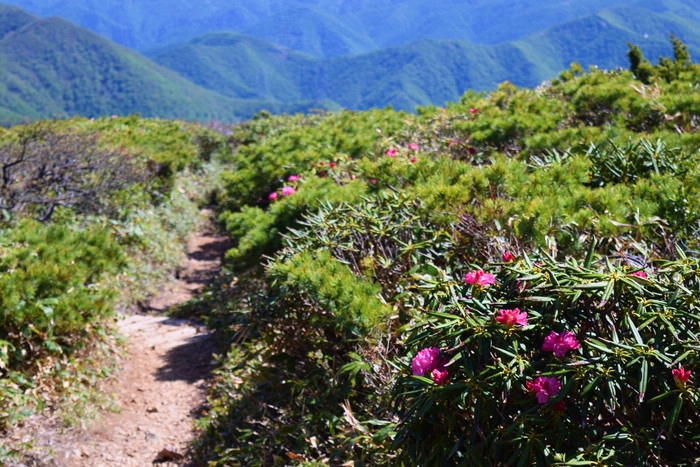 f:id:threepeaks:20190601150024j:plain f:id:threepeaks:20190601150024j:plain