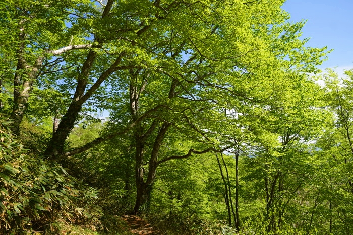 f:id:threepeaks:20190601152814j:plain f:id:threepeaks:20190601152814j:plain