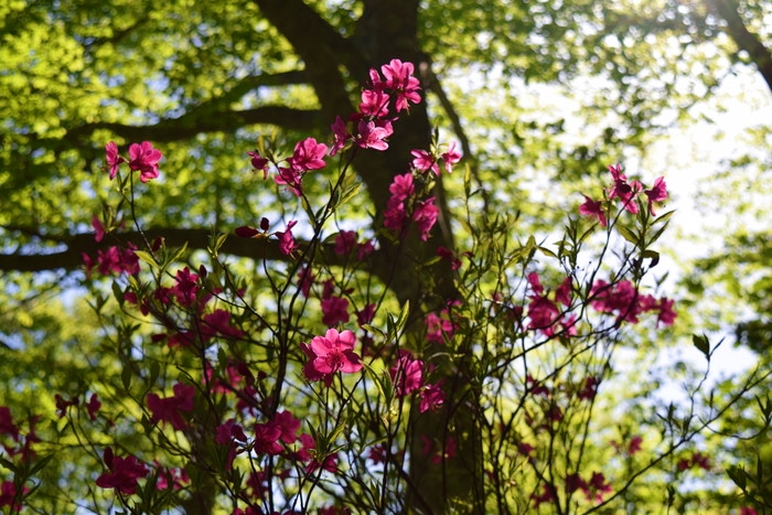 f:id:threepeaks:20190601152829j:plain f:id:threepeaks:20190601152829j:plain