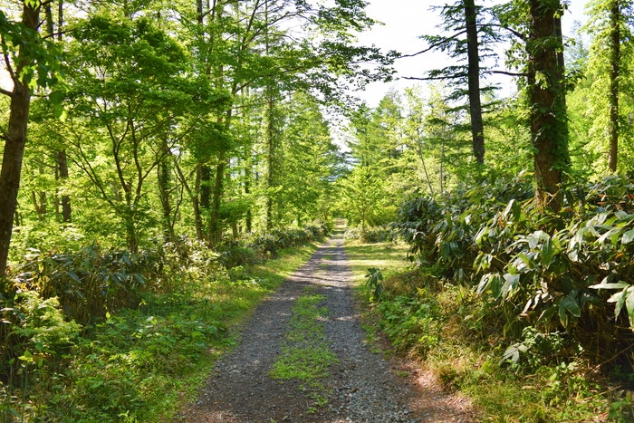 f:id:threepeaks:20190601153313j:plain f:id:threepeaks:20190601153313j:plain