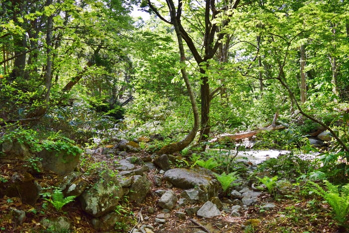 f:id:threepeaks:20190601154226j:plain f:id:threepeaks:20190601154226j:plain