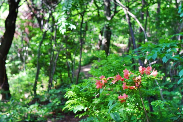 f:id:threepeaks:20190604230540j:plain