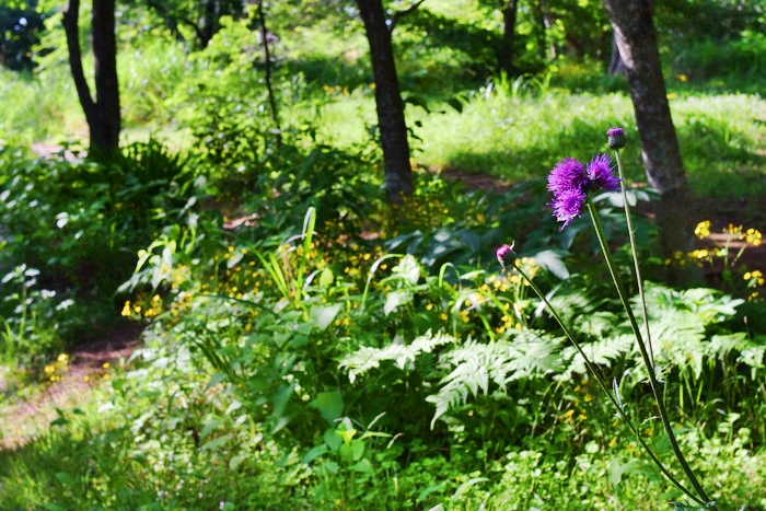 f:id:threepeaks:20190604233134j:plain