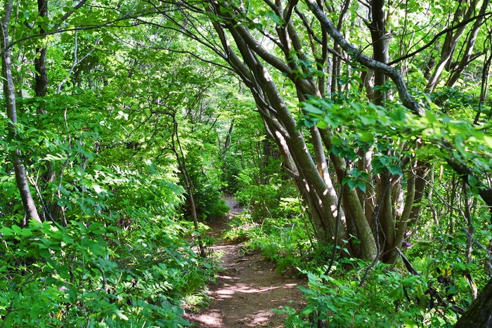 f:id:threepeaks:20190604233700j:plain