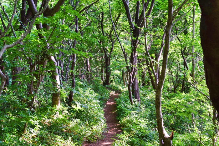 f:id:threepeaks:20190604233850j:plain