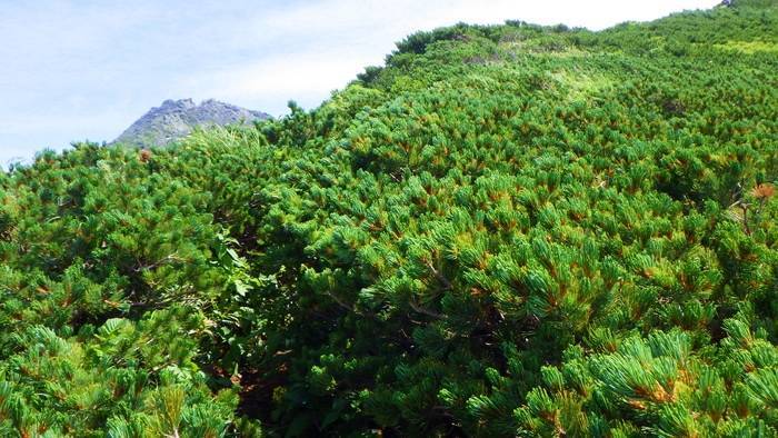 f:id:threepeaks:20190820013953j:plain f:id:threepeaks:20190820013953j:plain