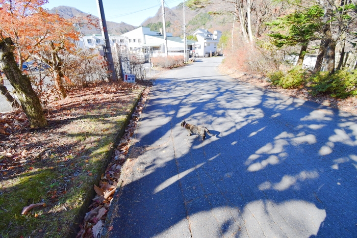 f:id:threepeaks:20191125141532j:plain f:id:threepeaks:20191125141532j:plain