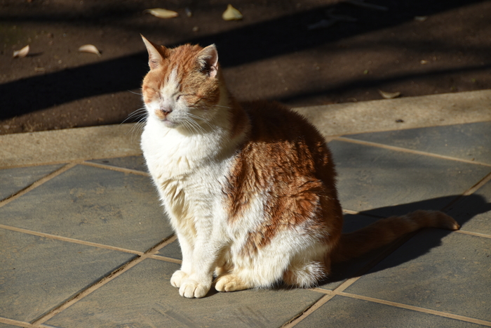 f:id:threepeaks:20200110235721j:plain