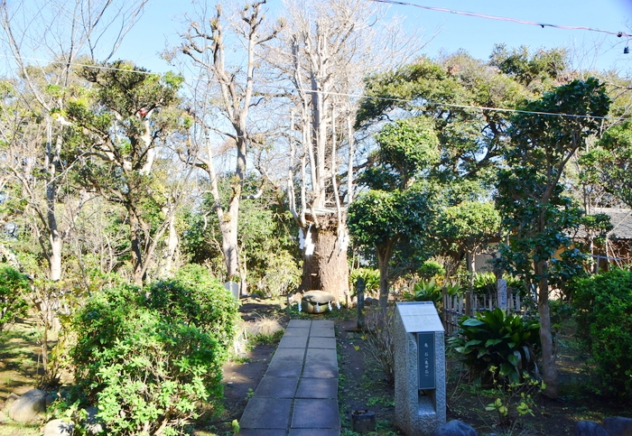 f:id:threepeaks:20200111000053j:plain