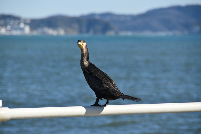 f:id:threepeaks:20200111012109j:plain