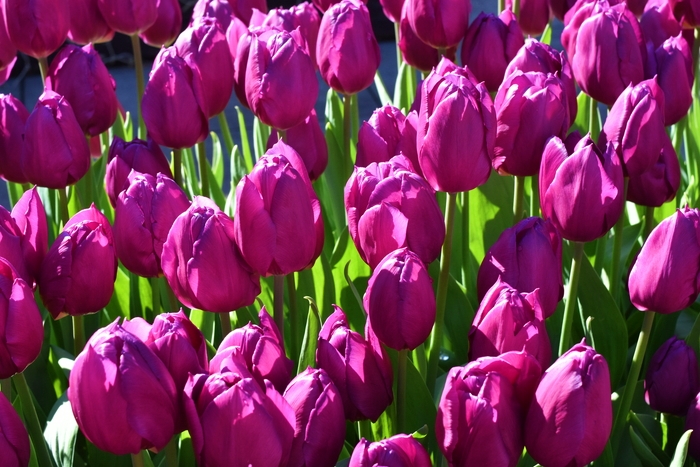 f:id:threepeaks:20200111155318j:plain