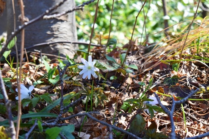 f:id:threepeaks:20200503111514j:plain f:id:threepeaks:20200503111514j:plain