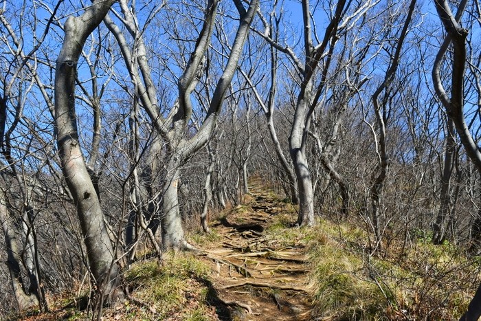 f:id:threepeaks:20200503111655j:plain f:id:threepeaks:20200503111655j:plain