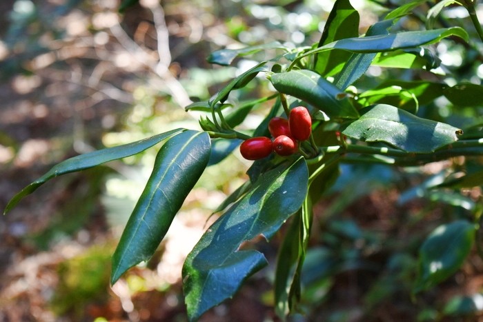 f:id:threepeaks:20200503113112j:plain f:id:threepeaks:20200503113112j:plain