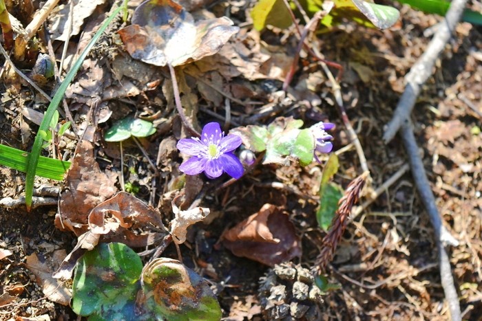 f:id:threepeaks:20200503113300j:plain f:id:threepeaks:20200503113300j:plain