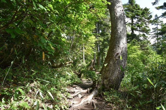 f:id:threepeaks:20200809161457j:plain f:id:threepeaks:20200809161457j:plain