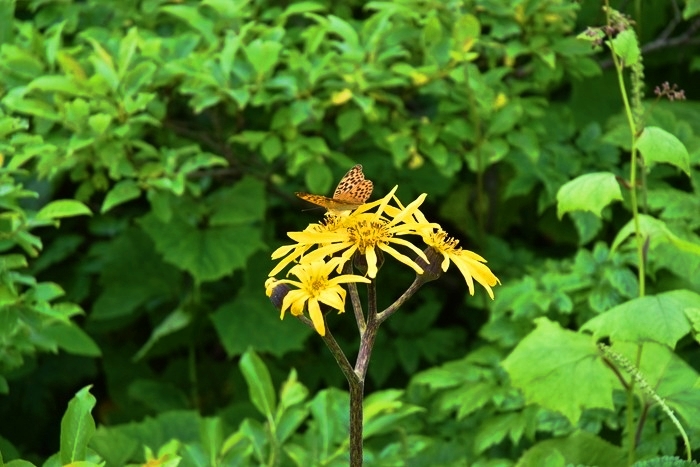 f:id:threepeaks:20200809211924j:plain f:id:threepeaks:20200809211924j:plain