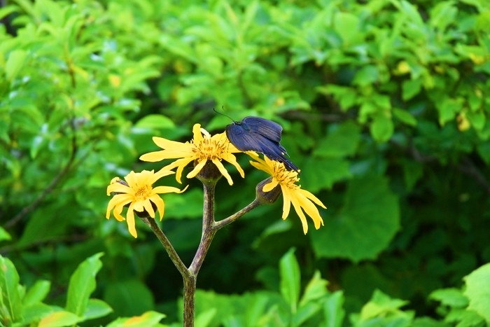 f:id:threepeaks:20200809212038j:plain f:id:threepeaks:20200809212038j:plain