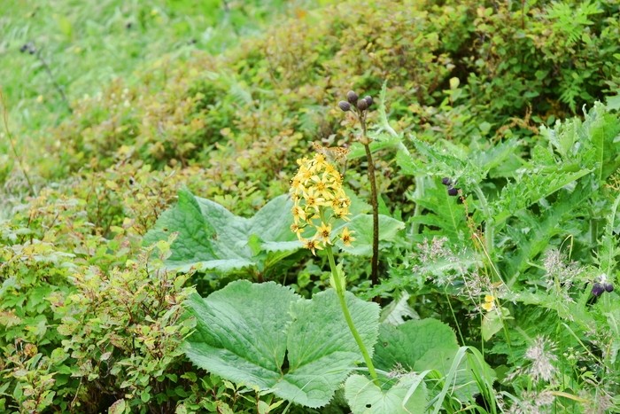 f:id:threepeaks:20200809212432j:plain f:id:threepeaks:20200809212432j:plain