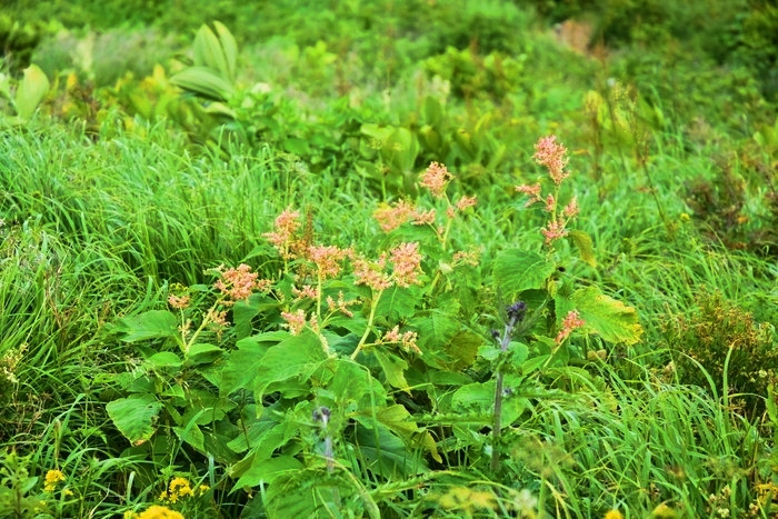 f:id:threepeaks:20200809212502j:plain f:id:threepeaks:20200809212502j:plain