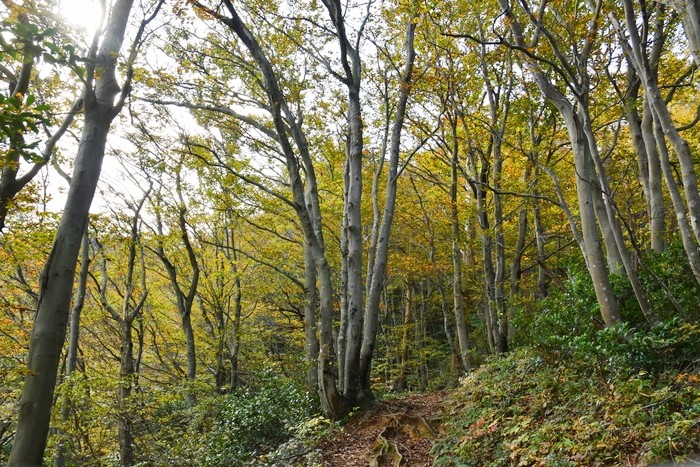 f:id:threepeaks:20201104212947j:plain f:id:threepeaks:20201104212947j:plain