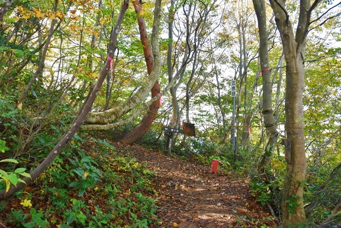 f:id:threepeaks:20201105204441j:plain f:id:threepeaks:20201105204441j:plain