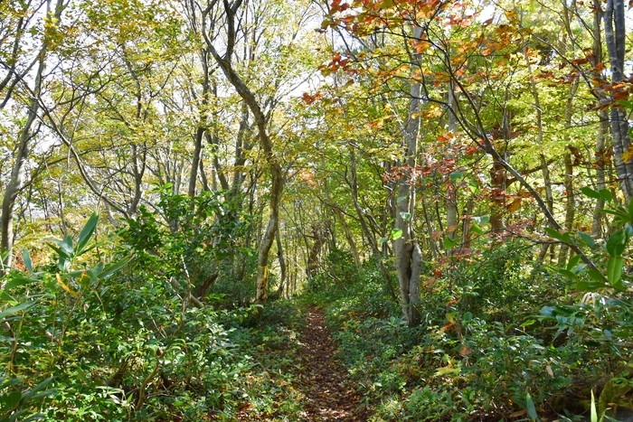 f:id:threepeaks:20201105204855j:plain f:id:threepeaks:20201105204855j:plain