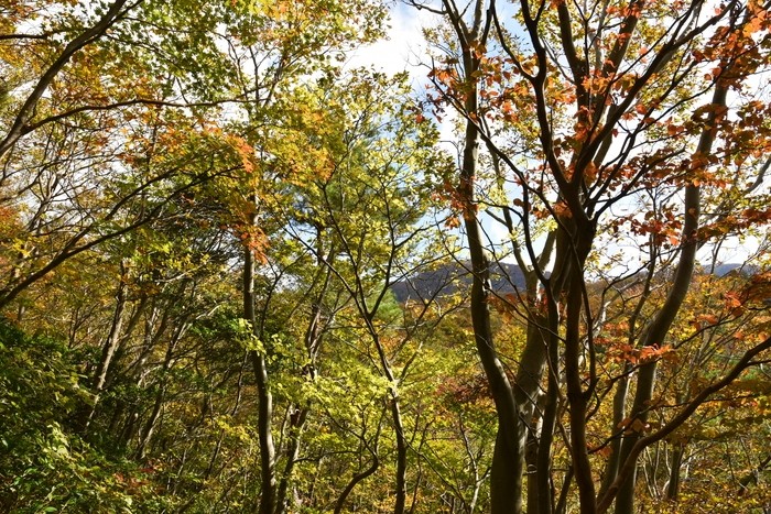 f:id:threepeaks:20201105210025j:plain f:id:threepeaks:20201105210025j:plain