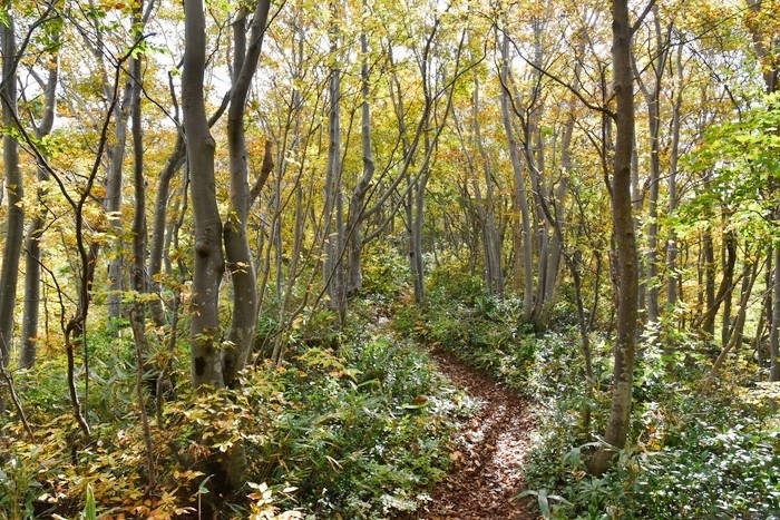 f:id:threepeaks:20201105210401j:plain f:id:threepeaks:20201105210401j:plain