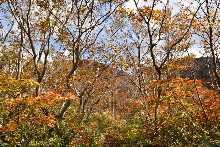 f:id:threepeaks:20201105210433j:plain f:id:threepeaks:20201105210433j:plain