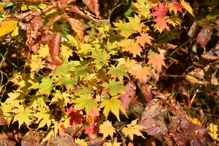 f:id:threepeaks:20201105210625j:plain f:id:threepeaks:20201105210625j:plain