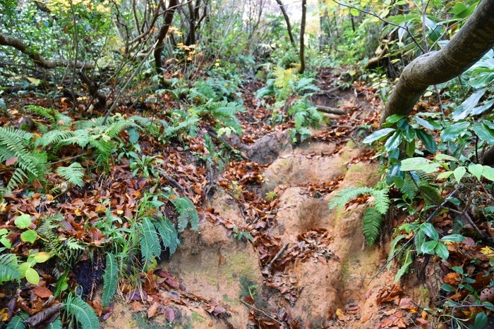 f:id:threepeaks:20201105212638j:plain f:id:threepeaks:20201105212638j:plain