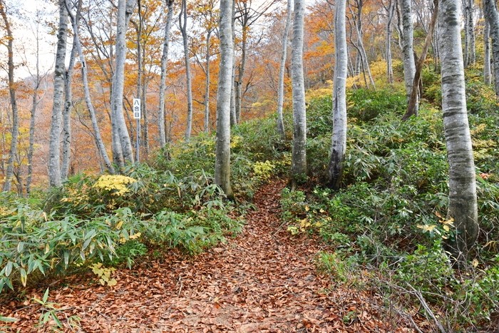 f:id:threepeaks:20201105212814j:plain f:id:threepeaks:20201105212814j:plain