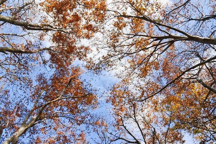 f:id:threepeaks:20201105213022j:plain f:id:threepeaks:20201105213022j:plain