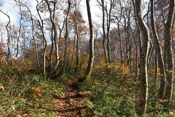 f:id:threepeaks:20201105213343j:plain f:id:threepeaks:20201105213343j:plain