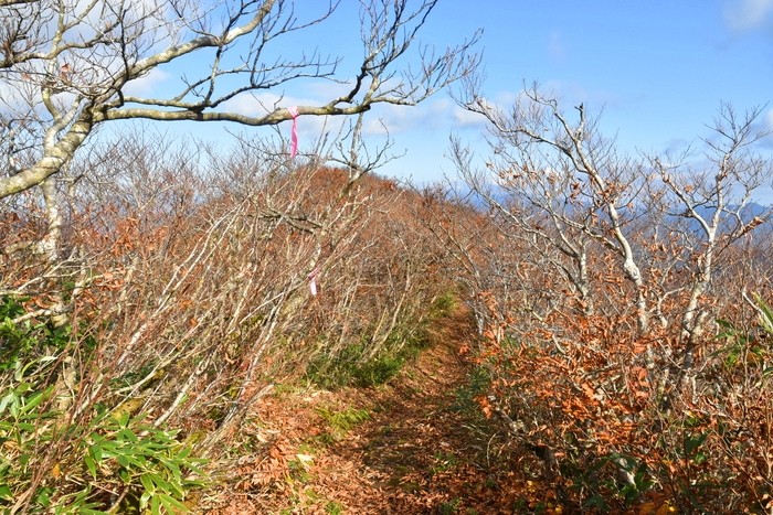 f:id:threepeaks:20201105214733j:plain f:id:threepeaks:20201105214733j:plain