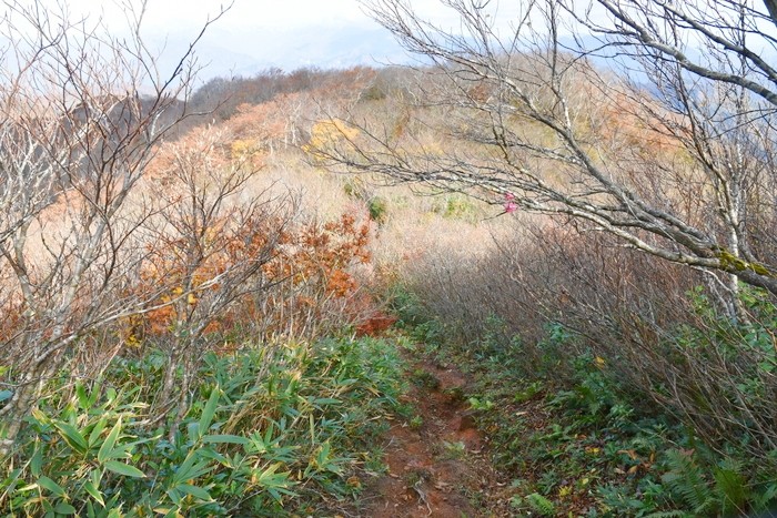 f:id:threepeaks:20201105215950j:plain f:id:threepeaks:20201105215950j:plain