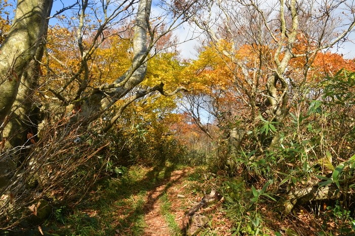 f:id:threepeaks:20201105221339j:plain f:id:threepeaks:20201105221339j:plain